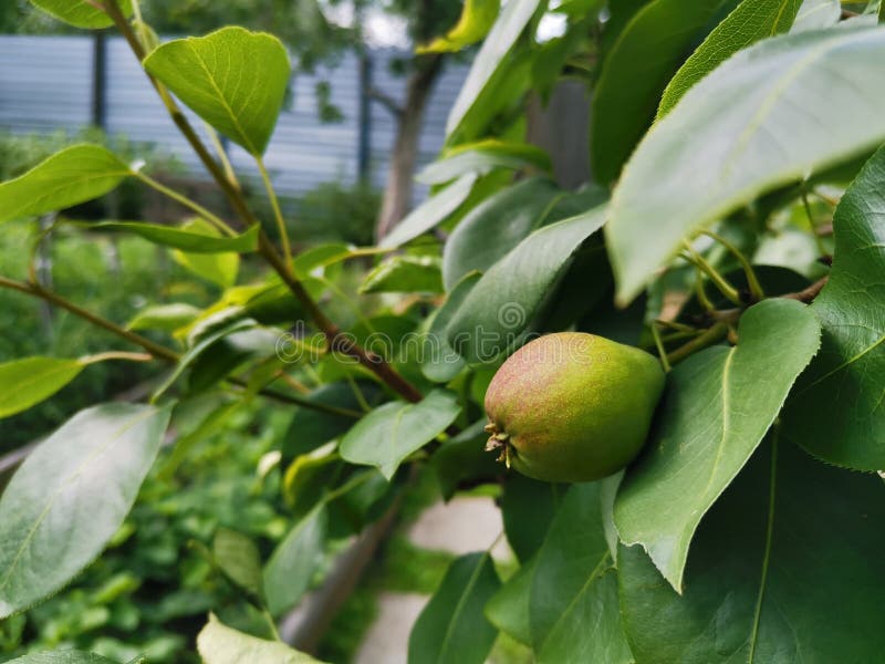 Unripe pear royaltyfri bild Unripe pear royaltyfri bild