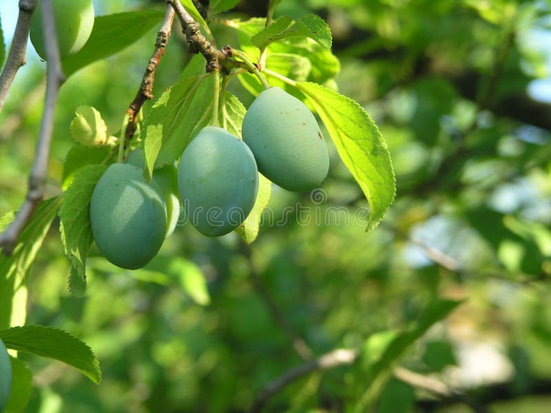 Unripe plums stock image. Image of ripen, plums, food 3594891