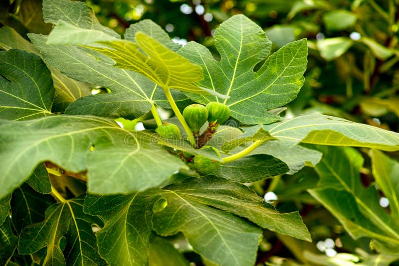 Unripe Small Figs Growing on the Tree. Stock Image Image of leaf