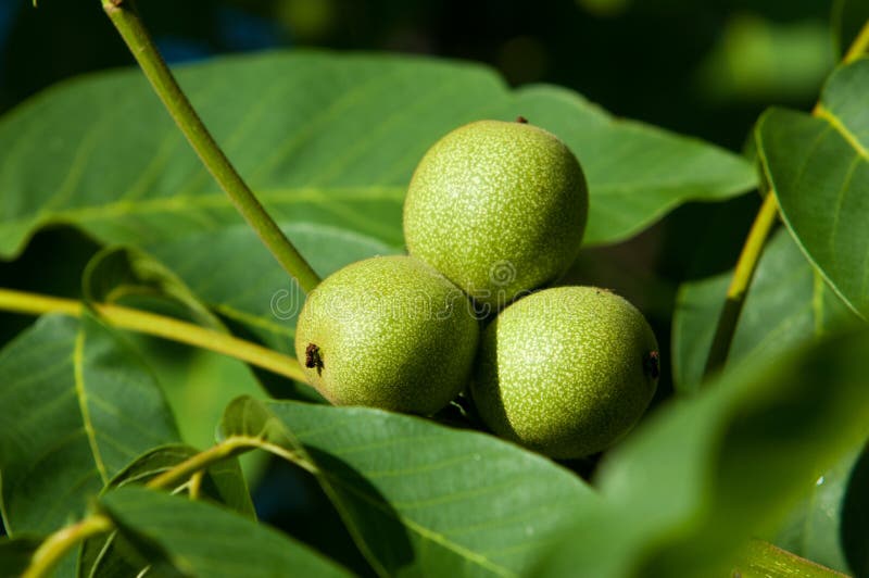 Unripe walnuts. walnut stock image. Image of natural 122254109