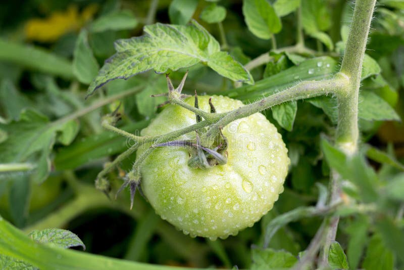 Unripe πράσινη υγρή ντομάτα στις εγκαταστάσεις στοκ φωτογραφία με δικαίωμα ελεύθερης χρήσης Unripe πράσινη υγρή ντομάτα στις εγκαταστάσεις στοκ φωτογραφία με δικαίωμα ελεύθερης χρήσης