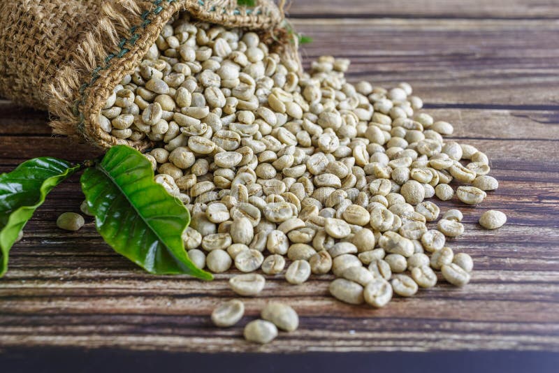 Unroasted Green Coffee Beans in Brown Sacks Stock Image Image of