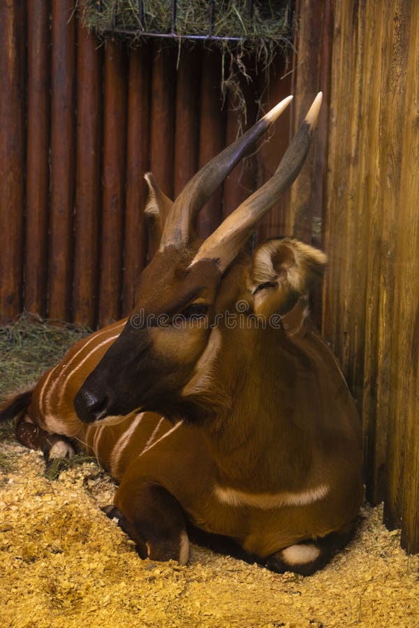 Uns bongos, um antílope, no jardim zoológico imagem de stock Uns bongos, um antílope, no jardim zoológico imagem de stock