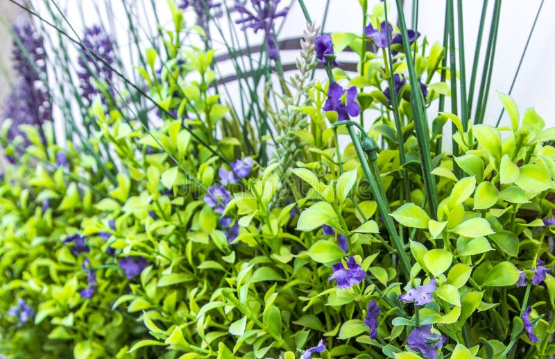 Unscharfe Blumen bedecken Hintergrund in der Weichzeichnung in leicht grüner und violetter /purple-Farbe mit Gras stockbild Unscharfe Blumen bedecken Hintergrund in der Weichzeichnung in leicht grüner und violetter /purple-Farbe mit Gras stockbild