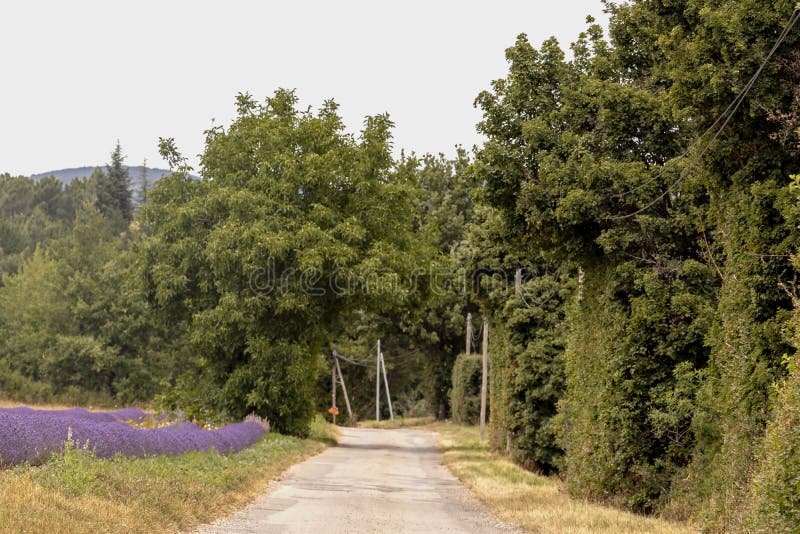 Unscharfer Hintergrund mit kleinem Landschaftsschotterweg entlang dem purpurroten Lavendelfeld in Provence-Dorf, Frankreich stockbilder Unscharfer Hintergrund mit kleinem Landschaftsschotterweg entlang dem purpurroten Lavendelfeld in Provence-Dorf, Frankreich stockbilder