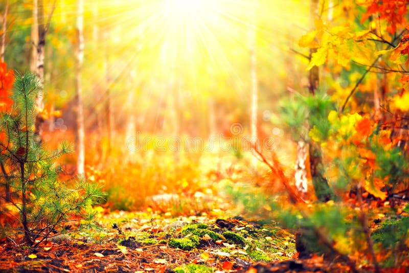 Unscharfer sonniger Wald des Herbstes lizenzfreie stockbilder Unscharfer sonniger Wald des Herbstes lizenzfreie stockbilder