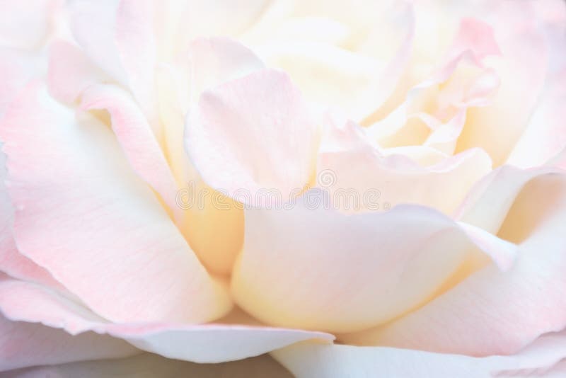 Unscharfes Bild - rosa Rose, floraler Hintergrund lizenzfreies stockfoto