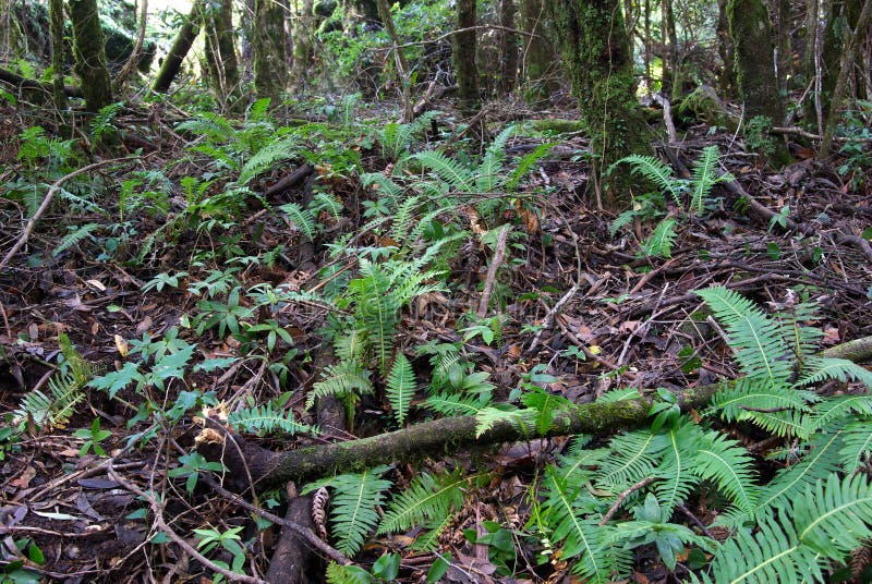 Kabinendach Stock-Fotos - Laden Sie 47,956 Royalty-Free Fotos herunter