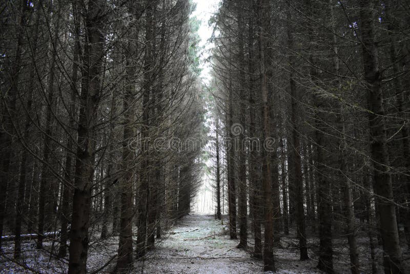 Under the spreading paws of firs smoky fir alley frosty morning, the horizon is covered with forest. Among the fir branches. Among the dense spruce forests. Under the spreading paws of firs smoky fir alley frosty morning, the horizon is covered with forest. Among the fir branches. Among the dense spruce forests