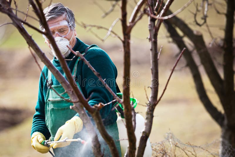 Using chemicals in the garden/orchard: gardener applying an insecticide/a fertilizer to his fruit shrubs, using a sprayer. Using chemicals in the garden/orchard: gardener applying an insecticide/a fertilizer to his fruit shrubs, using a sprayer