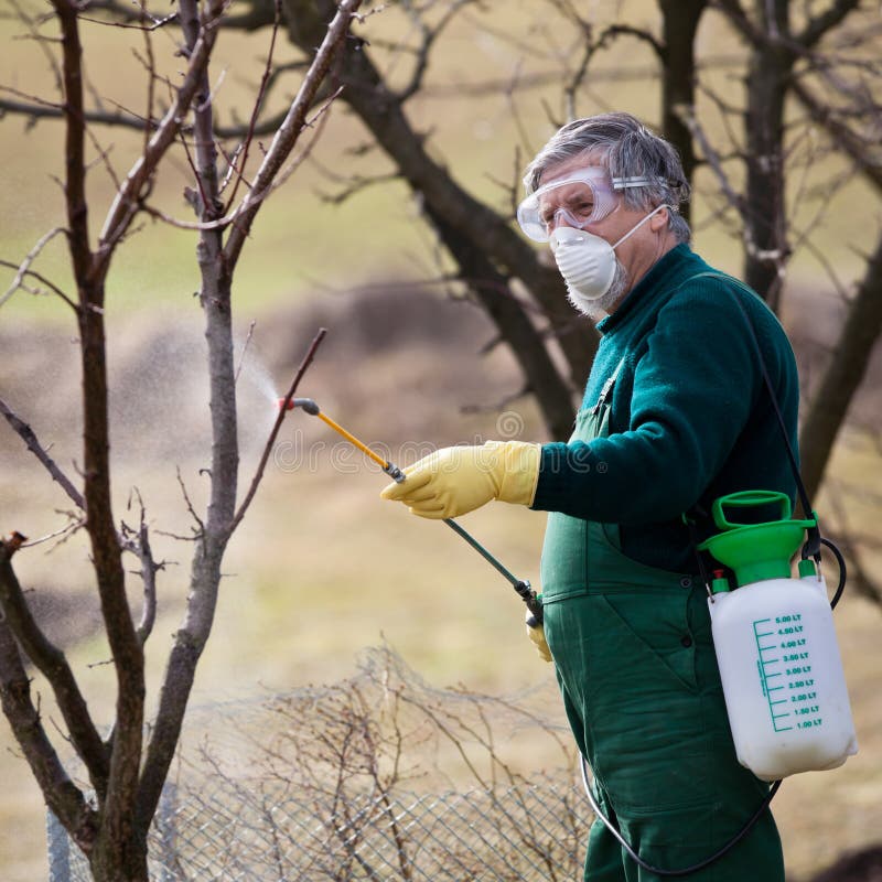 Using chemicals in the garden/orchard: gardener applying an insecticide/a fertilizer to his fruit shrubs, using a sprayer. Using chemicals in the garden/orchard: gardener applying an insecticide/a fertilizer to his fruit shrubs, using a sprayer