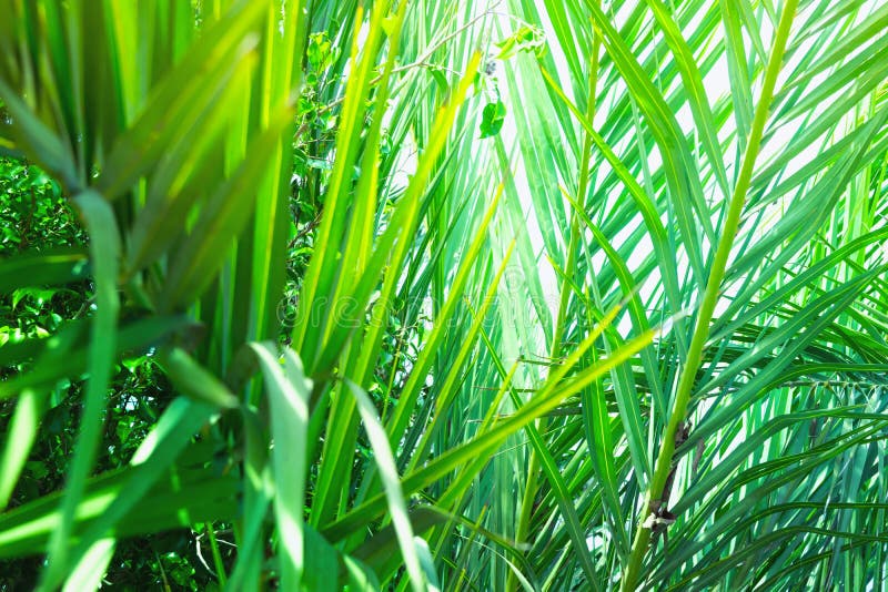 Unterholz von Palmen mit die stacheligen Blätter lang baumeln, die ein natürliches Muster bilden Exotische tropische Anlagen Hell stockfotos Unterholz von Palmen mit die stacheligen Blätter lang baumeln, die ein natürliches Muster bilden Exotische tropische Anlagen Hell stockfotos