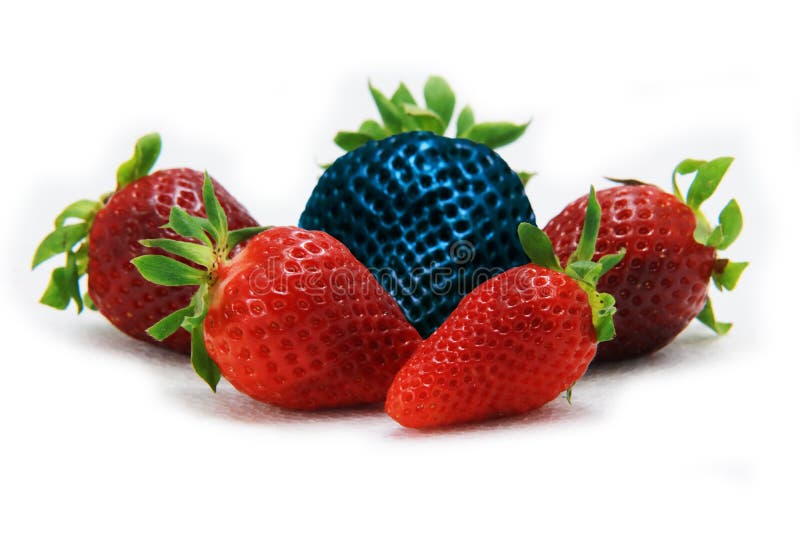 Unterschiedlich als die allein blaue Erdbeere des Restes Konzept für genetisch geändertes Lebensmittel stockfotos Unterschiedlich als die allein blaue Erdbeere des Restes Konzept für genetisch geändertes Lebensmittel stockfotos