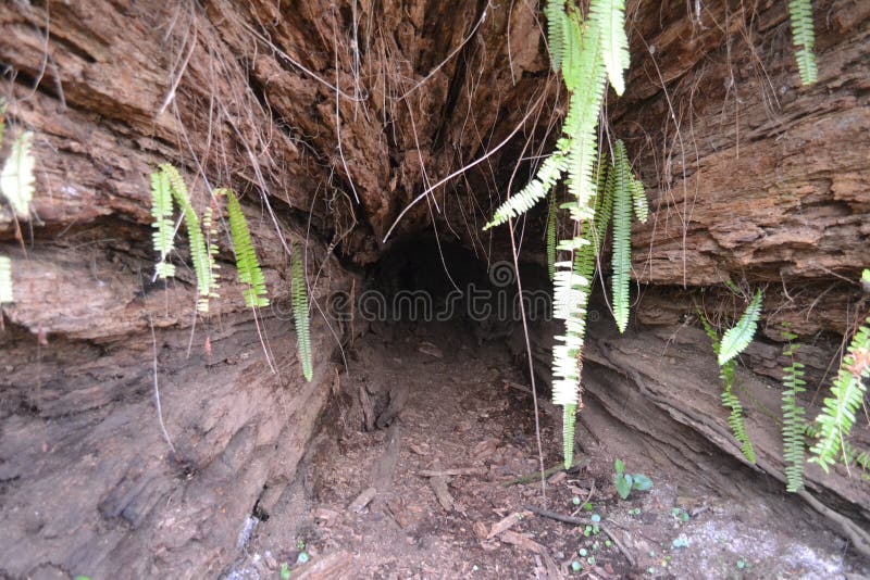Untersuchung einen gefallenen Baum lizenzfreies stockbild Untersuchung einen gefallenen Baum lizenzfreies stockbild