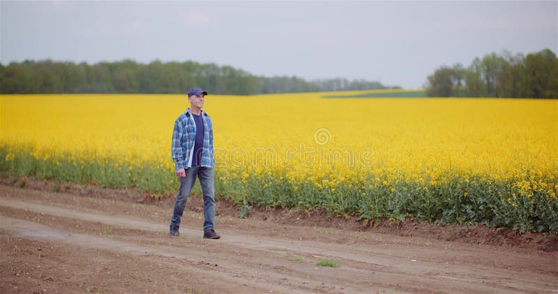 Untersuchungsernten des Betriebsinhabers an Ölsaaten rapefield Farm.