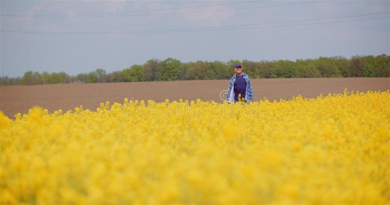 Untersuchungsernten des Betriebsinhabers an Ölsaaten rapefield Farm.