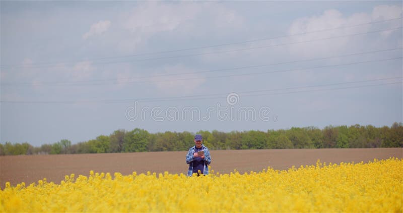 Untersuchungsernten des Betriebsinhabers an Ölsaaten rapefield Farm.