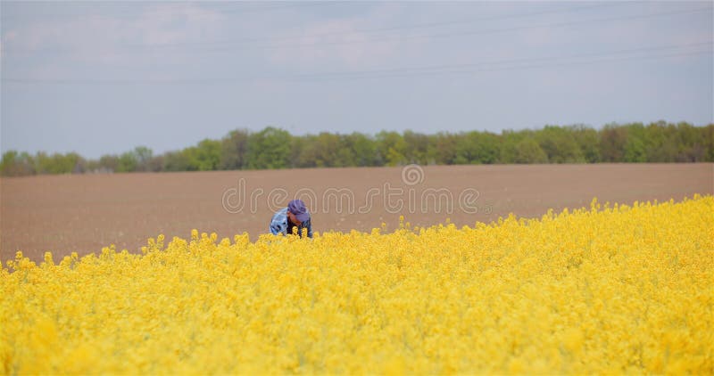 Untersuchungsrapssamenernten des Landwirts am landwirtschaftlichen Betrieb.