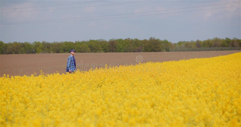 Untersuchungsrapssamenernten des Landwirts am landwirtschaftlichen Betrieb.