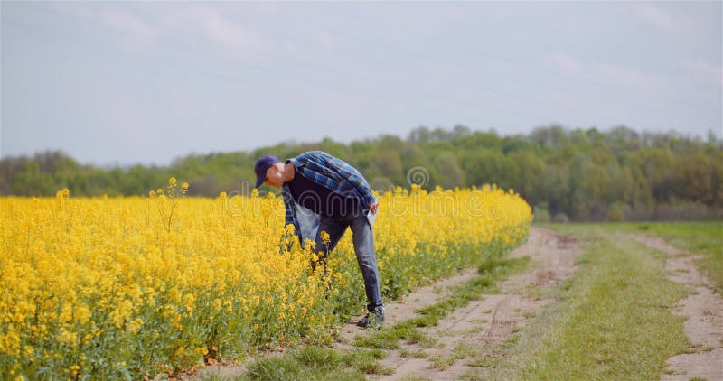 Untersuchungsrapssamenernten des Landwirts am landwirtschaftlichen Betrieb.