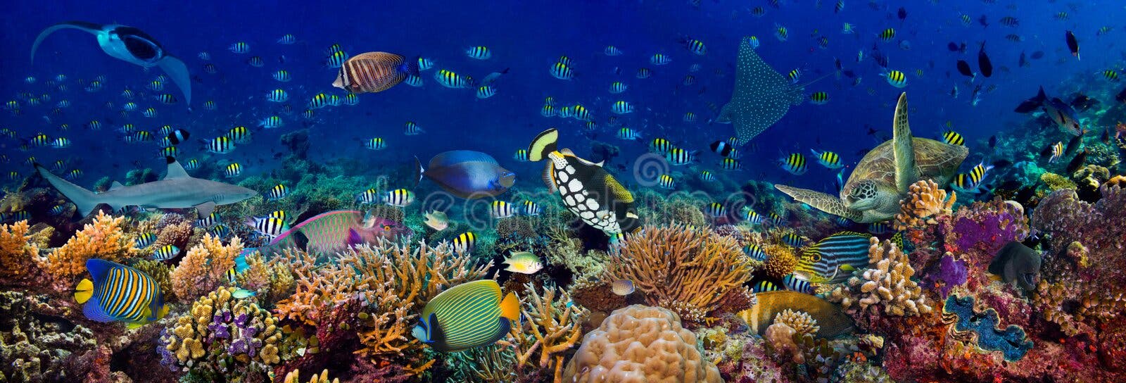 Unterwasser Korallenriff Landschaft breit 3to1 Panorama Hintergrund in den tiefblauen Ozean mit bunten Fischschildkröte marinen w Unterwasser Korallenriff Landschaft breit 3to1 Panorama Hintergrund in den tiefblauen Ozean mit bunten Fischschildkröte marinen w