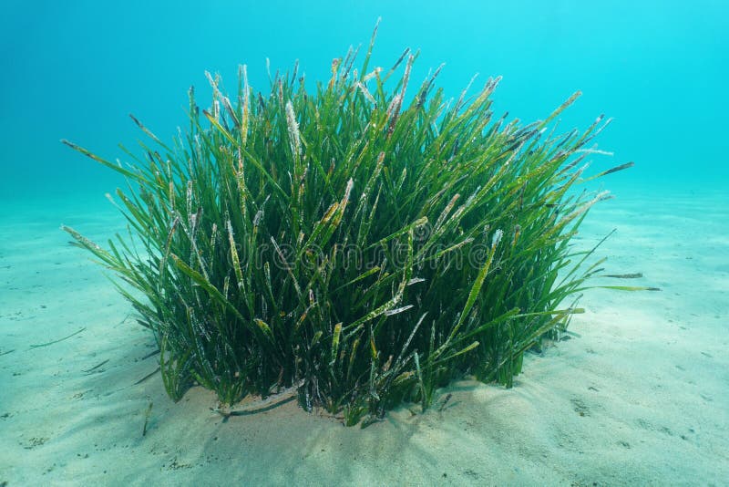 Unterwasser-Neptun-Gras Posidonia-oceanica Büschel lizenzfreie stockfotografie Unterwasser-Neptun-Gras Posidonia-oceanica Büschel lizenzfreie stockfotografie