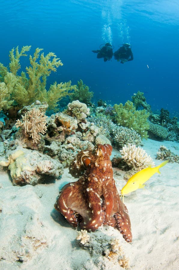 Unterwasseratemgerättaucher und Krake stockfoto Unterwasseratemgerättaucher und Krake stockfoto