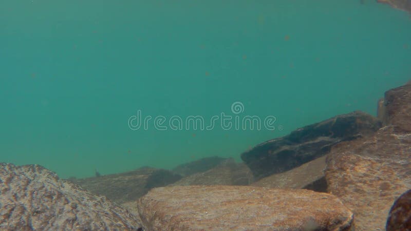 Unterwasserblick auf den Bergsee, wo Kaulquappen schwimmen