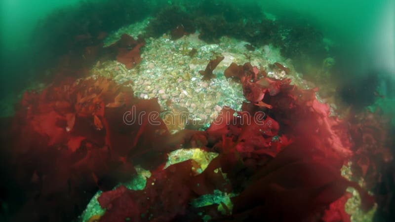 Unterwasserdicken von Seetang im Meer von Okhotsk.