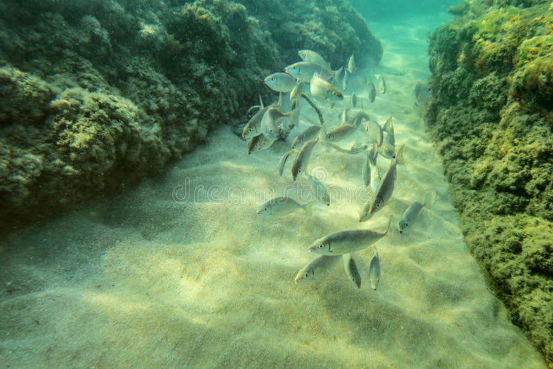 Unterwasserfoto, Gruppe kleine Fische, die zwischen Algen c schwimmen stockfotos Unterwasserfoto, Gruppe kleine Fische, die zwischen Algen c schwimmen stockfotos