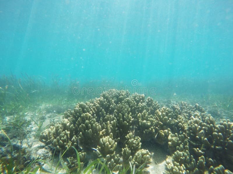 Unterwasserkorallenriffhintergrund in Bali lizenzfreie stockbilder Unterwasserkorallenriffhintergrund in Bali lizenzfreie stockbilder