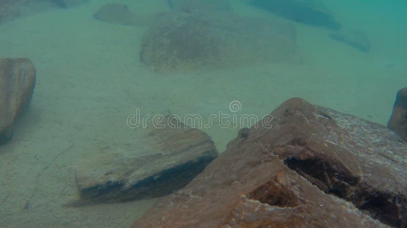 Unterwasserpanorama des Bergsees, wo Kaulquappen schwimmen