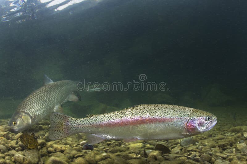 Unterwasserregenbogenforelle Oncorhynchus-mykiss lizenzfreie stockbilder