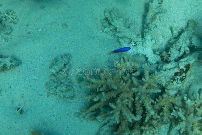 Unterwasserszene mit Coral Reef And Tropical Fish im Ozeanmeer stockfotos Unterwasserszene mit Coral Reef And Tropical Fish im Ozeanmeer stockfotos