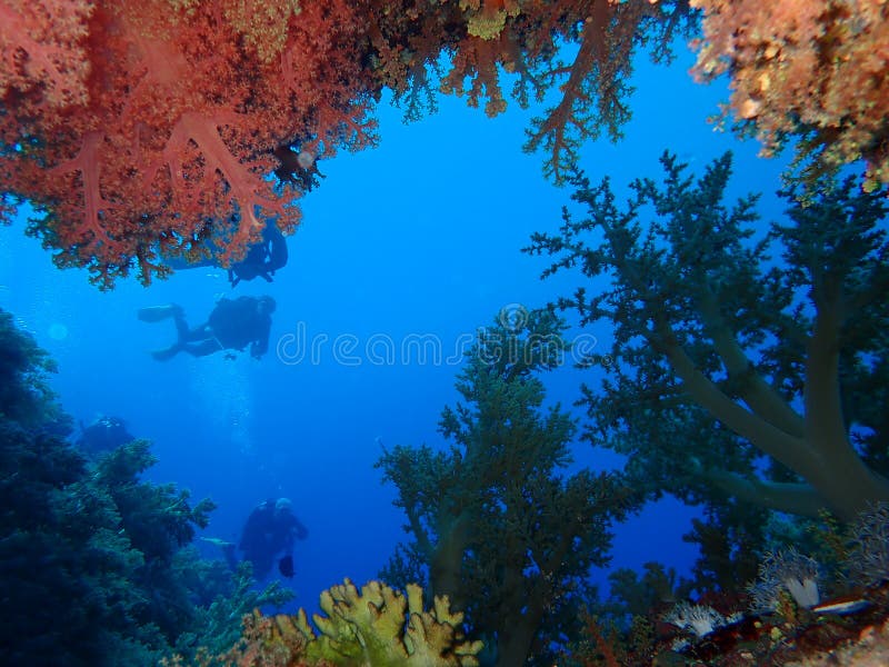 Unterwasserwelt im tiefen Wasser in der Korallenriff- und Betriebsblumenflora dem blaue Weltin den marinewild lebenden tieren, -f