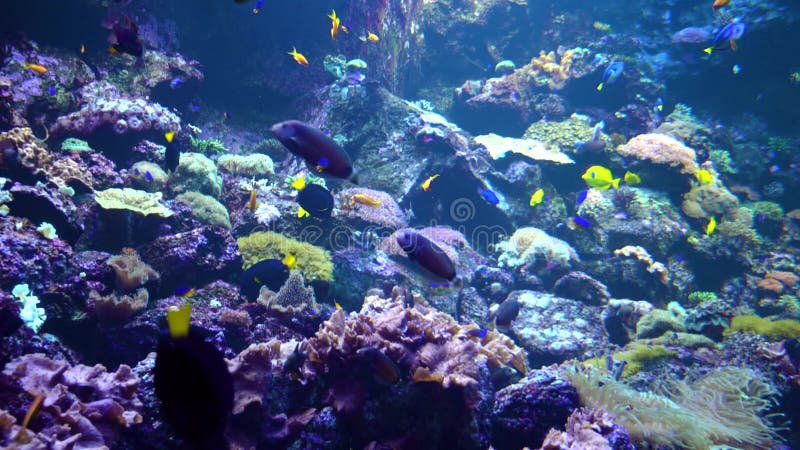 Unterwasserwelt - Meer, Ozean, Fisch, Koralle