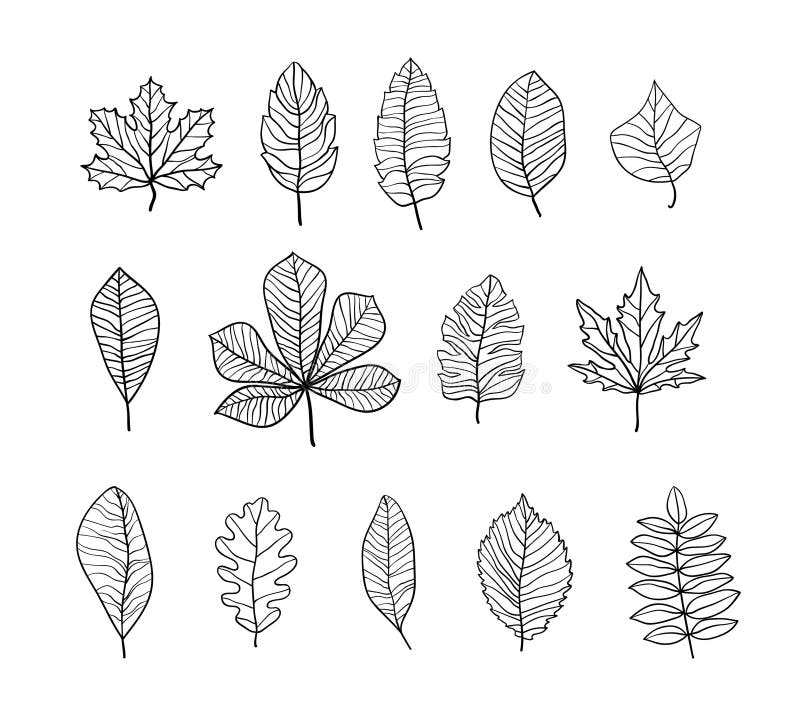 Hand Drawn Leaves Contours Set Stock Vector Illustration Of Pattern