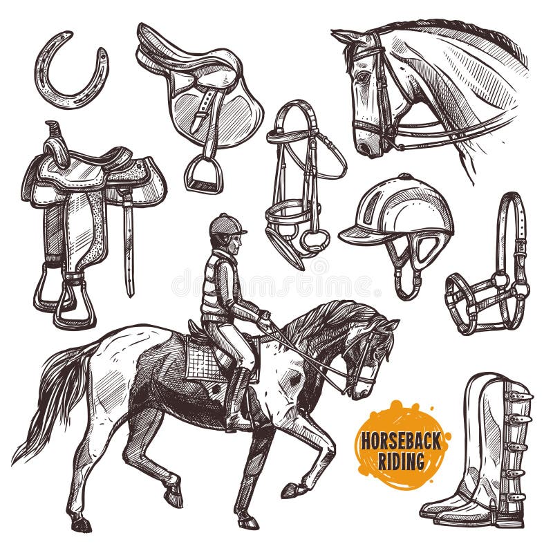 Hand Drawn Equipment for Horses Stock Vector Illustration of head