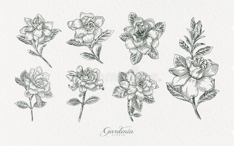 Gardenia Blooming Flowers Hand Drawn Isolated Stock Vector Royalty Free  1683330760  Shutterstock