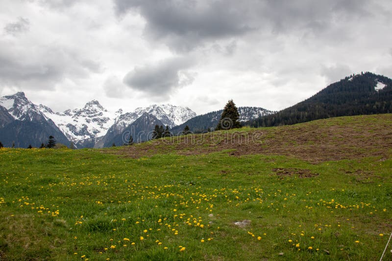 Untouched Landscapes In The Austrian Alps With Yellow Flowers On A