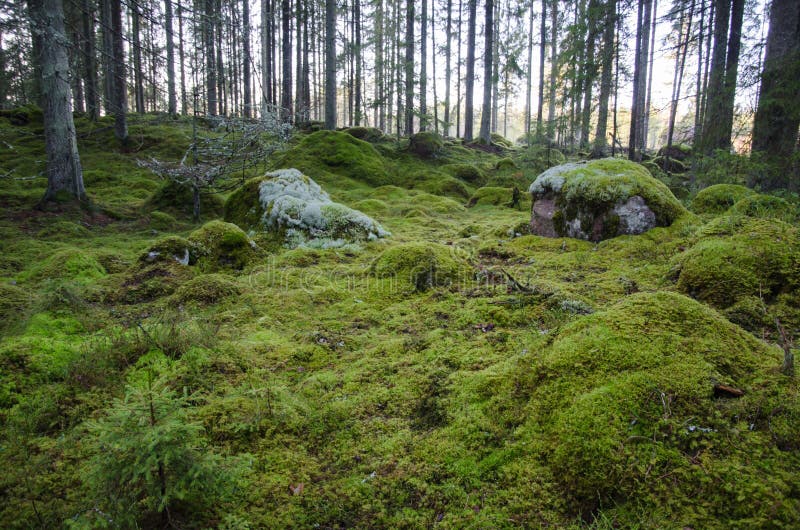 The Forest from the Ground. Scenic Landscape Stock Image - Image of ...