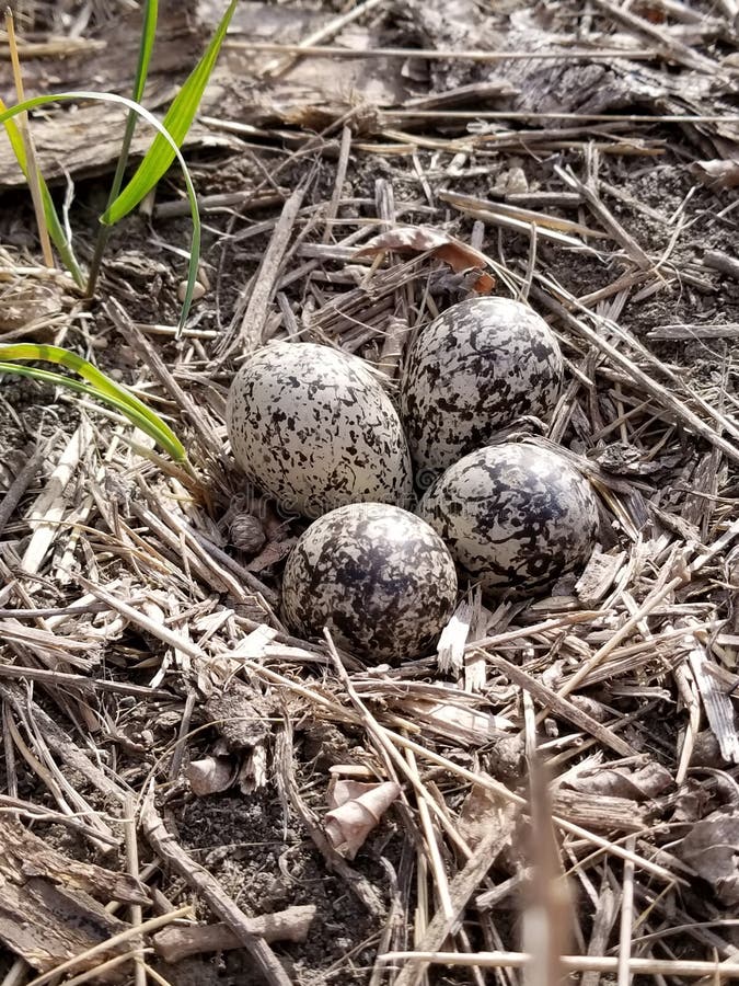 field sparrow eggs