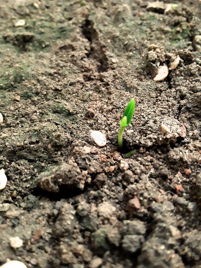 Tomato Sprout, Green Hopeful royalty free stock images Tomato Sprout, Green Hopeful royalty free stock images