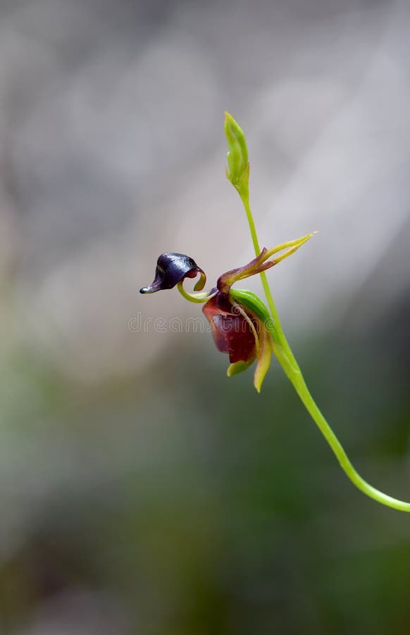 Unusual flower of the Australian native Large Duck Orchid, Caleana major, family Orchidaceae