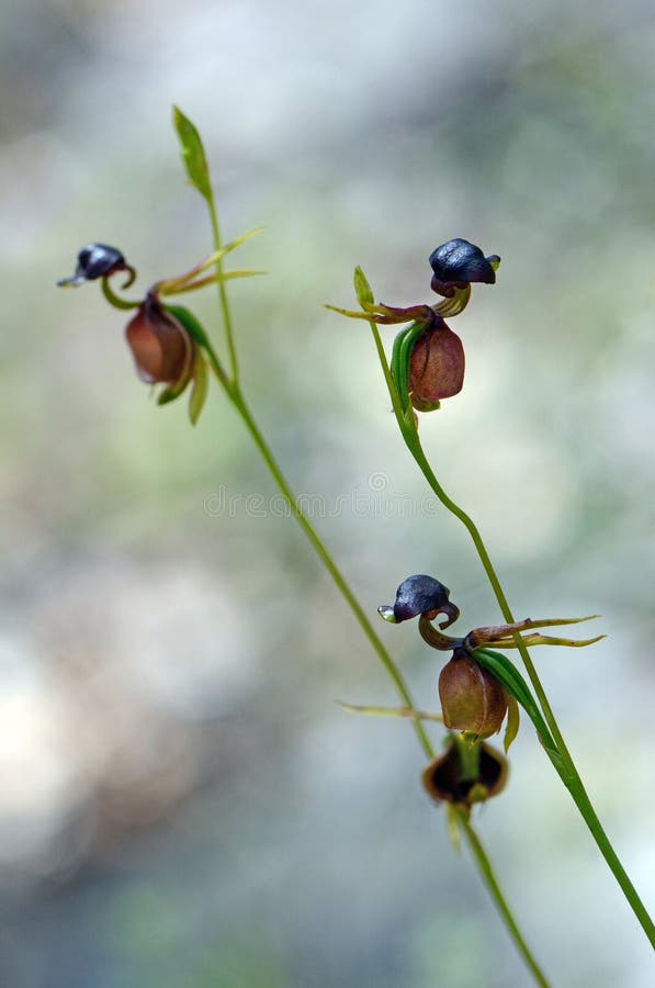 Unusual flowers of the Australian native Large Duck Orchid, Caleana major, family Orchidaceae