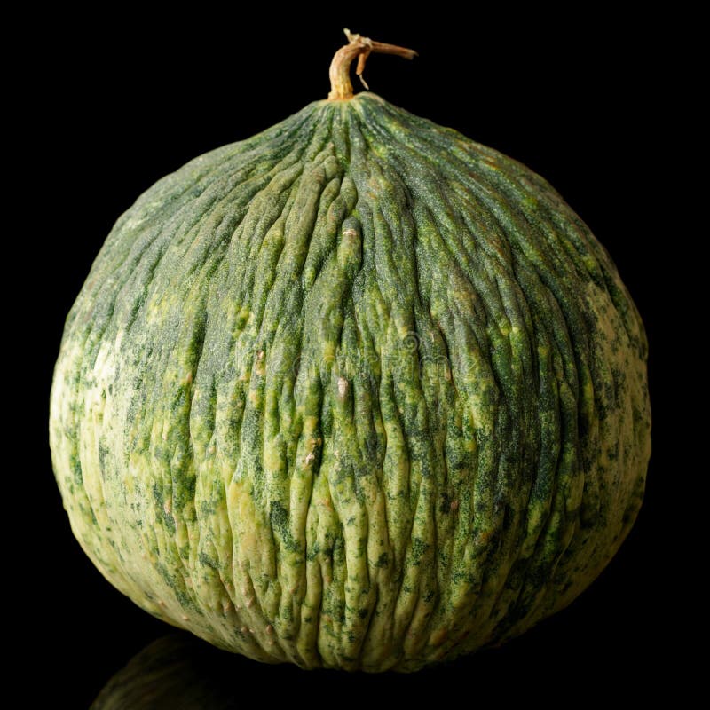 Unusual Green Melon Isolated on Black Stock Photo Image of isolated