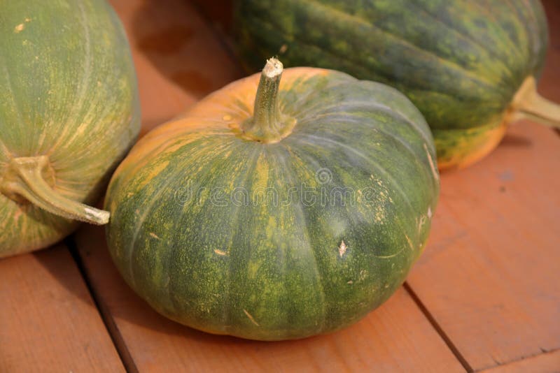 Large pumpkin fruit stock image. Image of eating, fresh 125859303