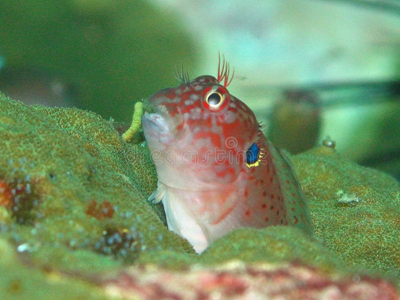 Unusual marine sea creature