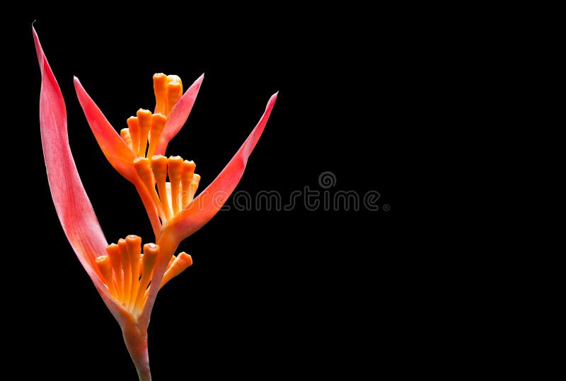 Orange tropical flower stock photo. Image of petals, flower 2736738