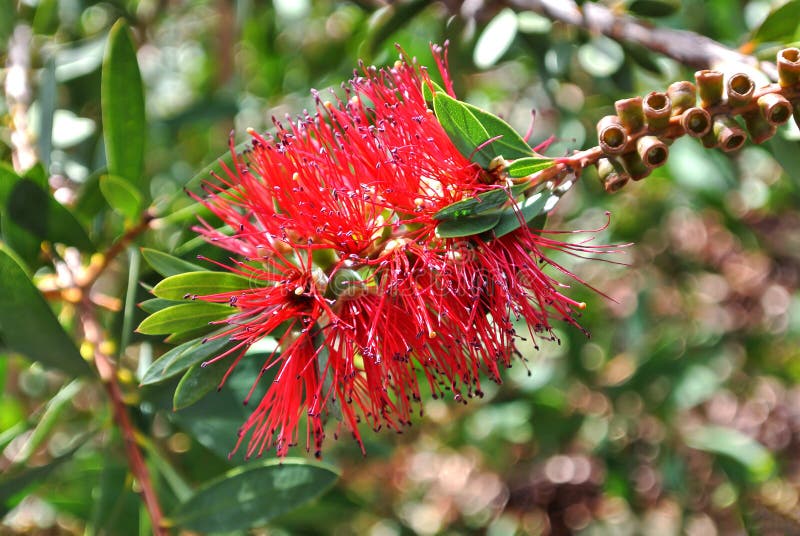 Unusual red flower royalty free stock photo Unusual red flower royalty free stock photo